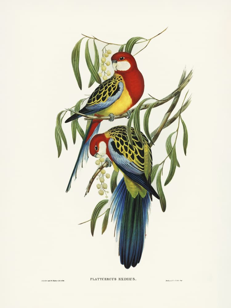 Rose Hill Parakeet by Elizabeth and John Gould — canvas wall art