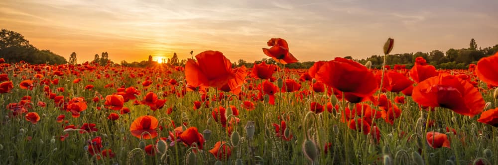 Golden Poppy Sunset by Melanie Viola — canvas wall art