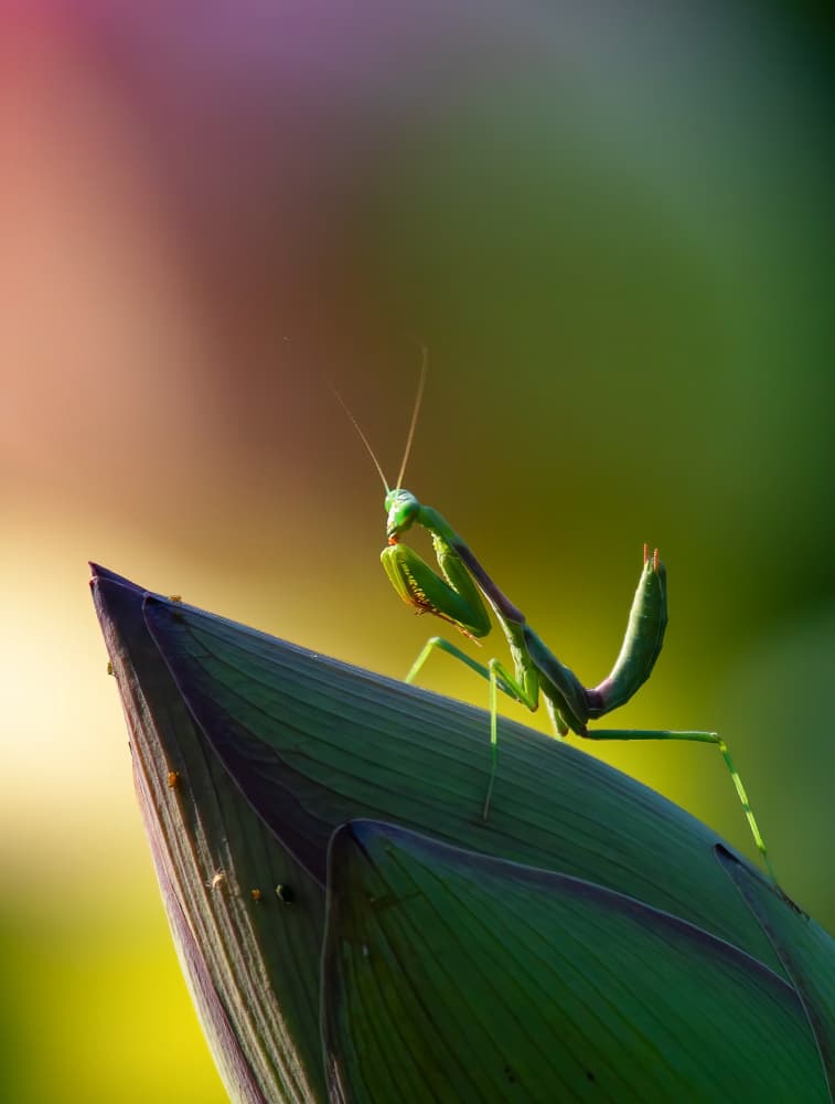 Green Mantis on Lotus Bud by Johnson Huang — canvas wall art
