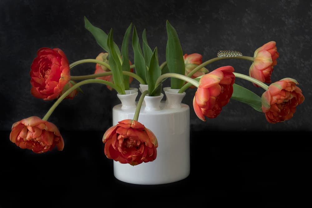 Elegant Drooping Tulips by Alida van Zaane — canvas wall art