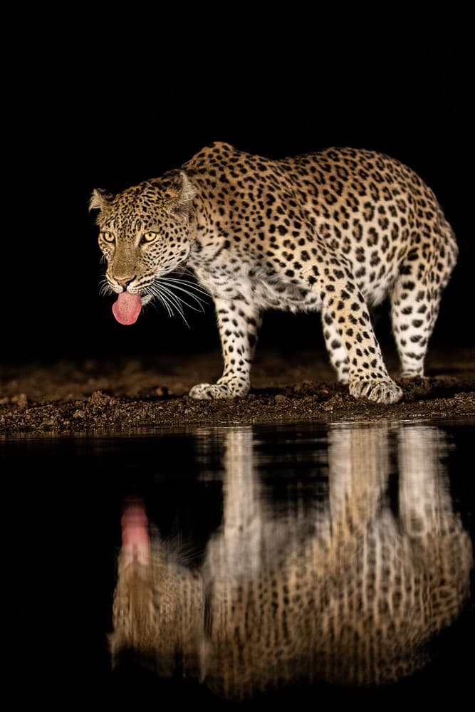 Leopard Night Reflection by Amnon Eichelberg — canvas wall art