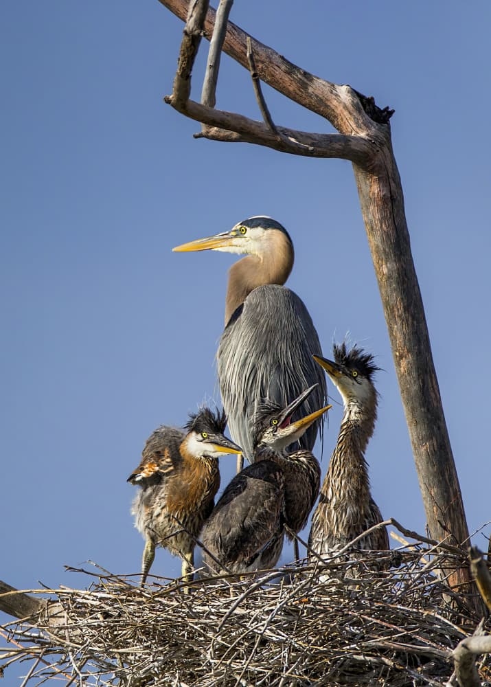 Great Blue Heron Family Nest by verdon — canvas wall art