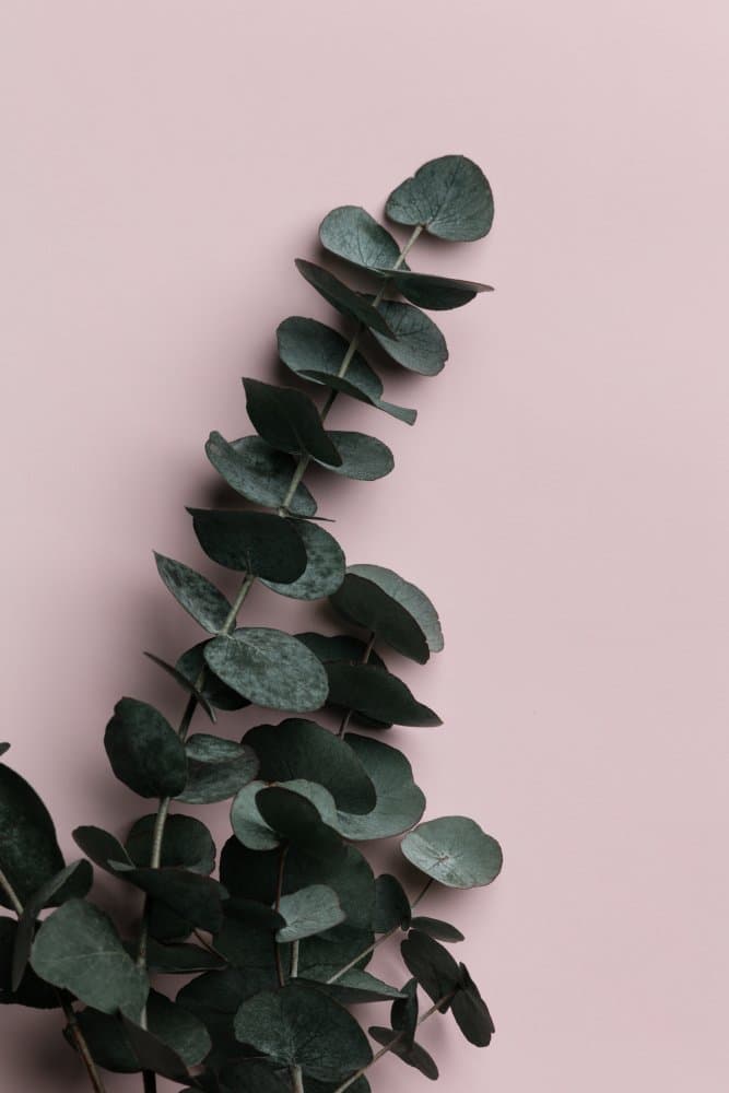 Green Eucalyptus on Pink by Pictufy Studio III — canvas wall art