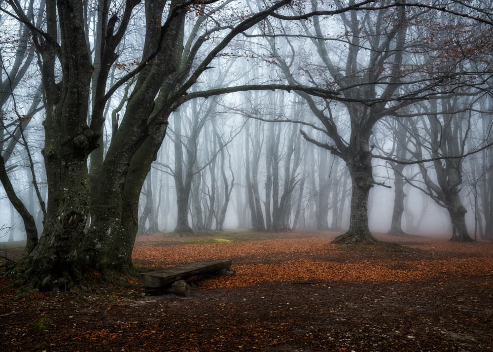 Mysterious Forest Bench by Sergio Barboni — canvas wall art