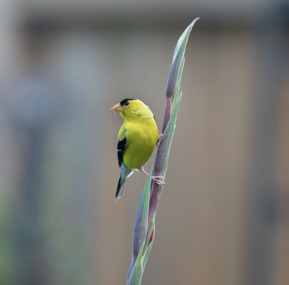 Bright Yellow Goldfinch by Yanyan Gong — canvas wall art