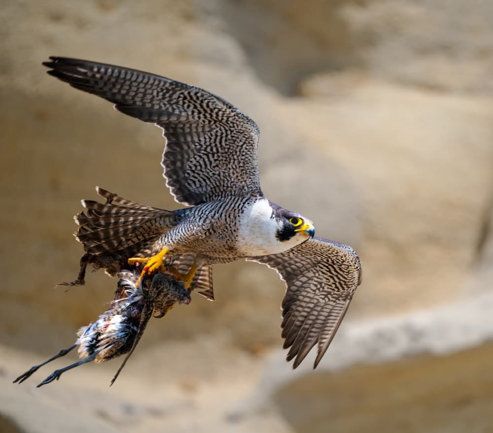 Peregrine Falcon Catch by Allen SDCA — canvas wall art