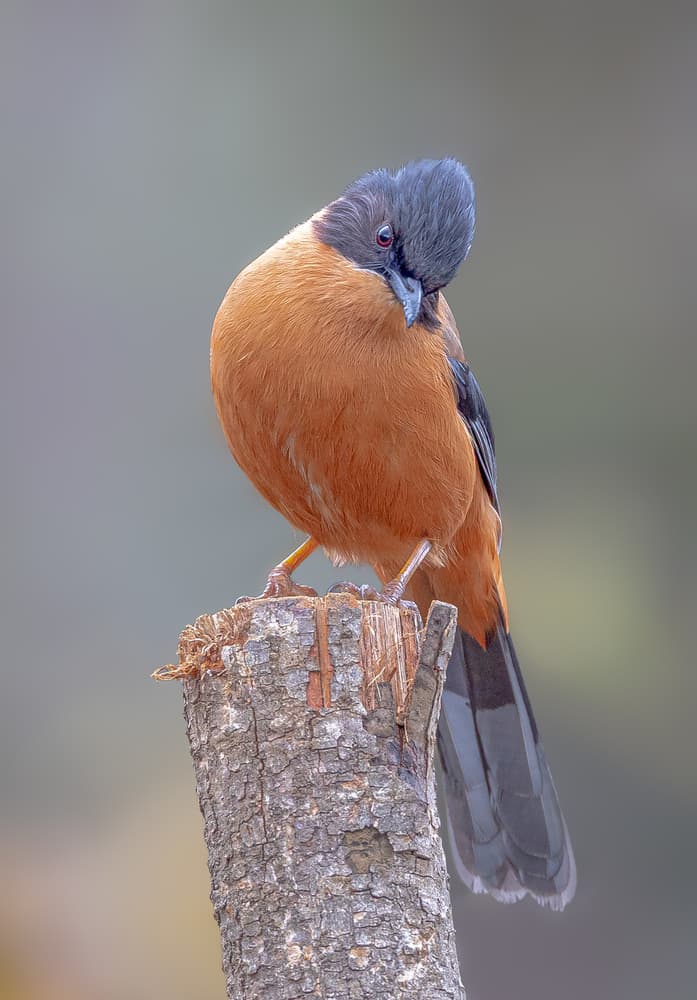 Curious Orange Bird by Rahul Wedpathak — canvas wall art