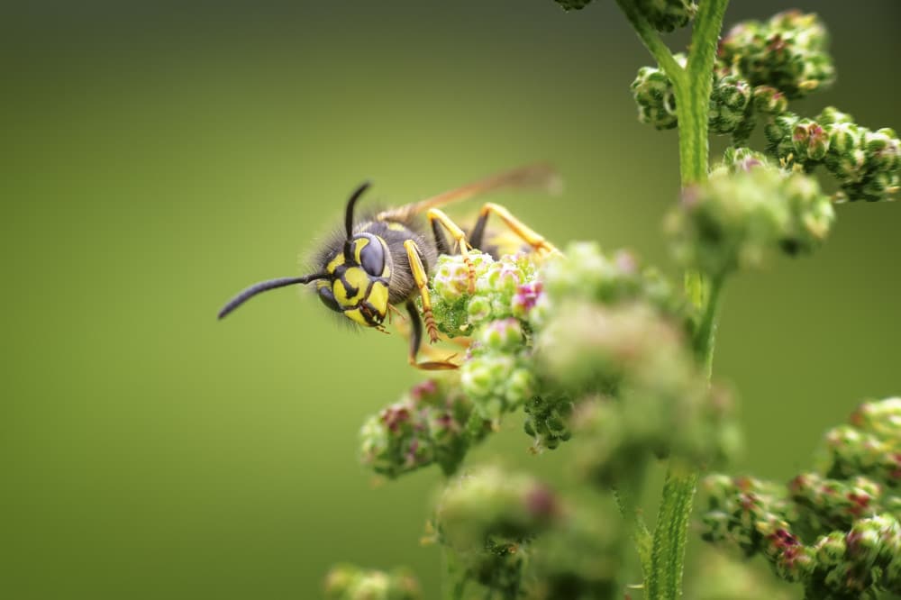 Curious Wasp Close Up by Benny Pettersson — canvas wall art