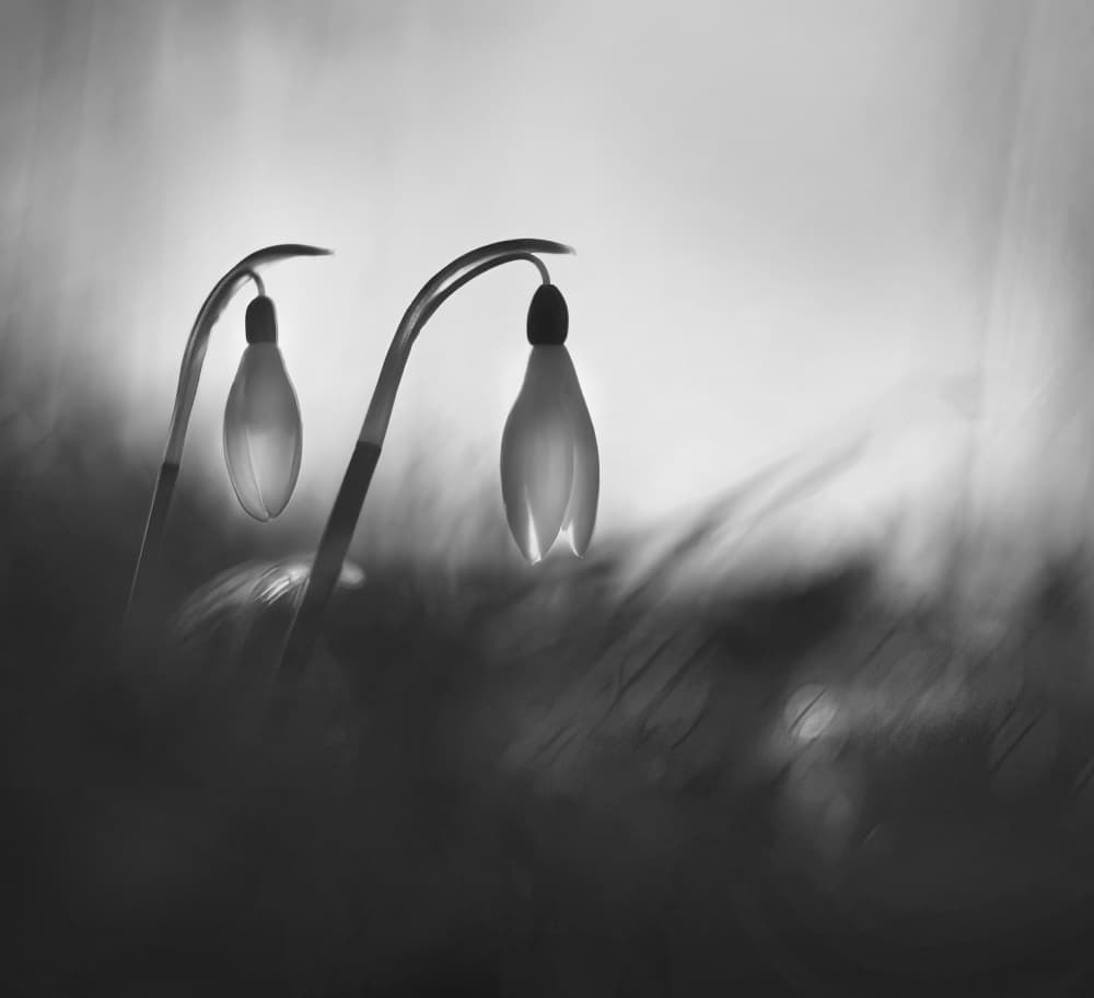 Serene Snowdrop Light by Ylva Sjögren — canvas wall art