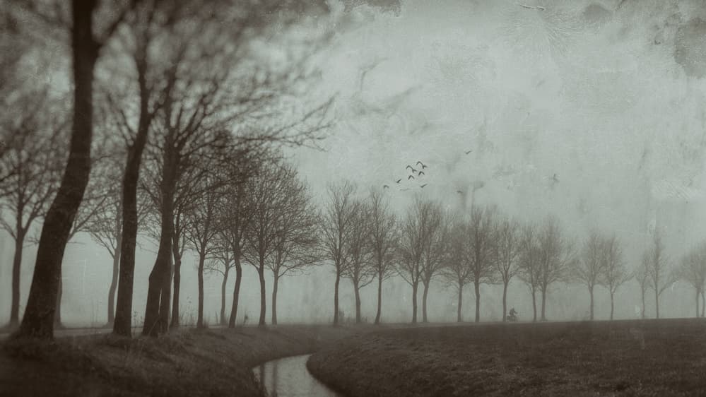 Misty Winter Trees by Jacob Tuinenga — canvas wall art