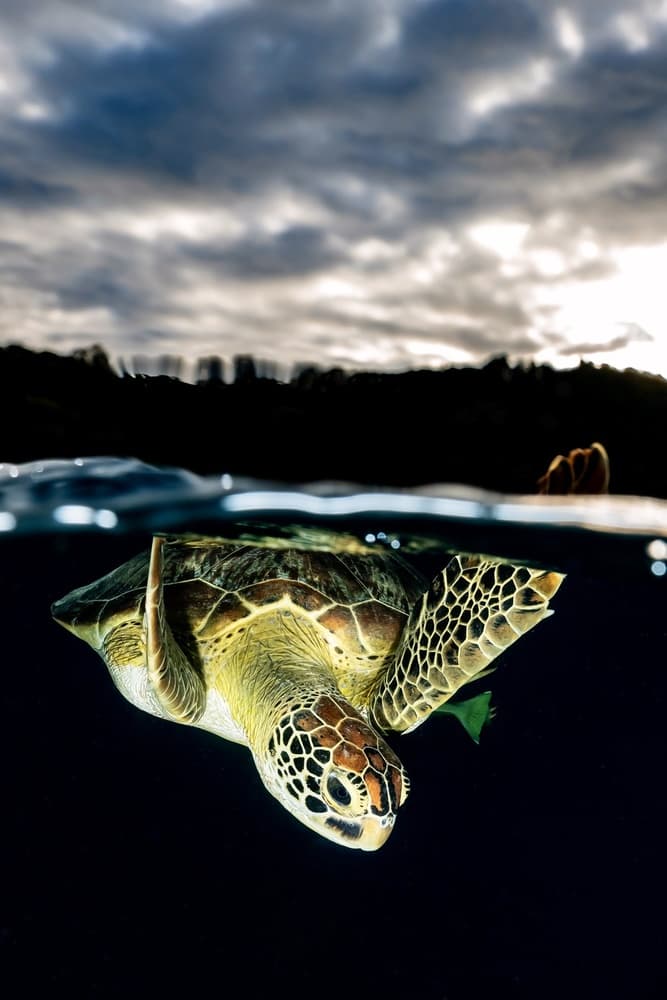 Green Sea Turtle Swim by Serge Melesan — canvas wall art