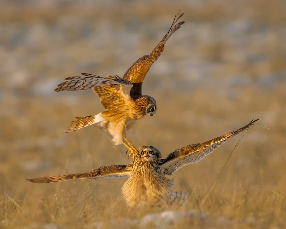 Harrier Showdown by Jacob (Jian) Xu — canvas wall art