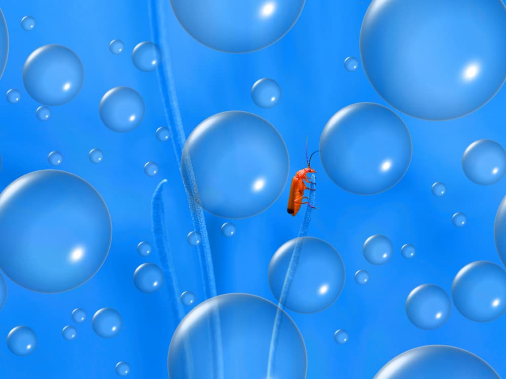 Orange Beetle Blue Bubbles by Thierry Dufour — canvas wall art