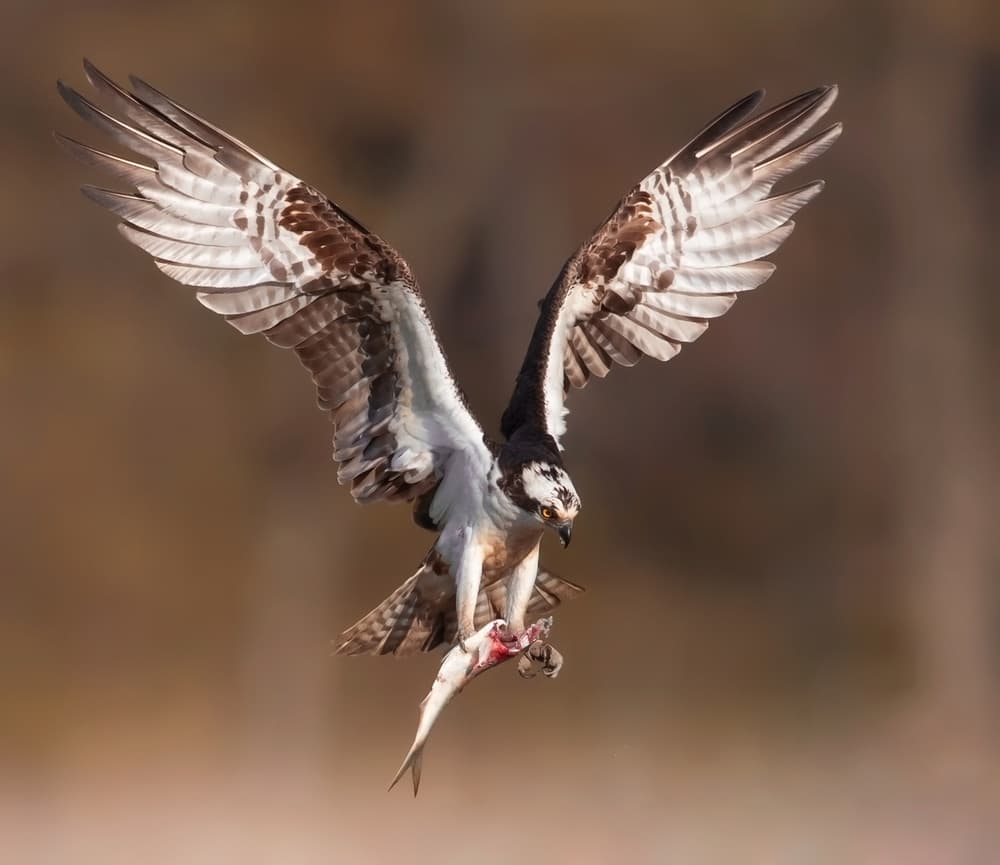 Osprey's Successful Catch by Eugene Zhu — canvas wall art