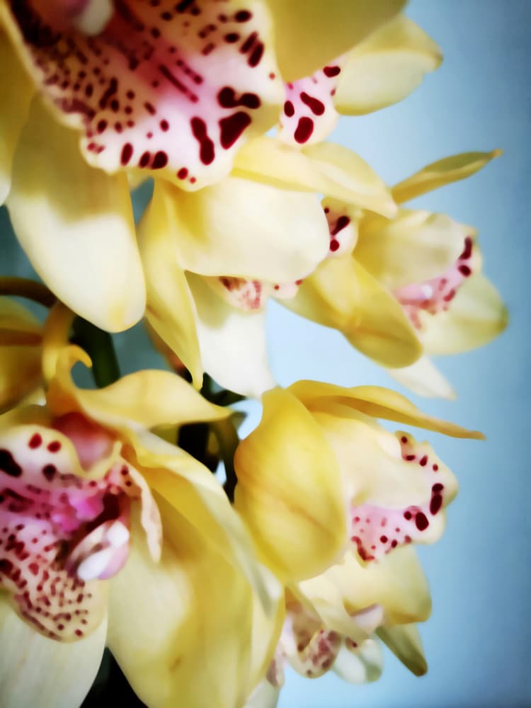 Vibrant Yellow Orchids by Angelo Cerantola — canvas wall art
