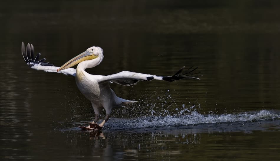 Graceful Pelican Landing by C.S. Tjandra — canvas wall art