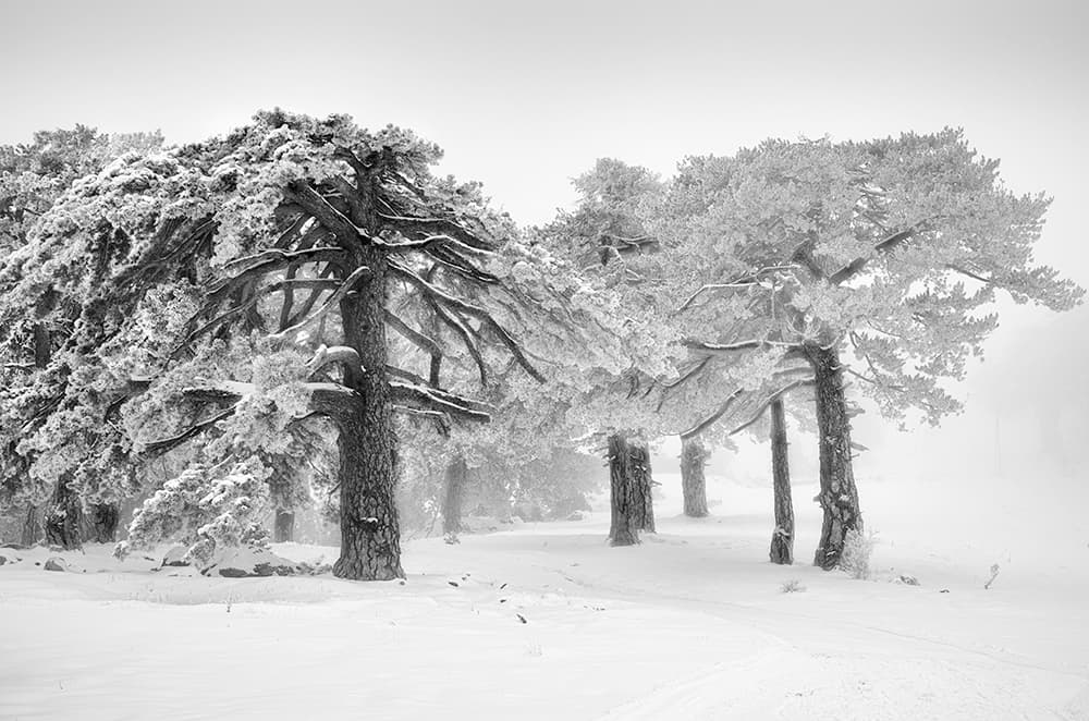 Frosted Winter Trees by George Digalakis — canvas wall art