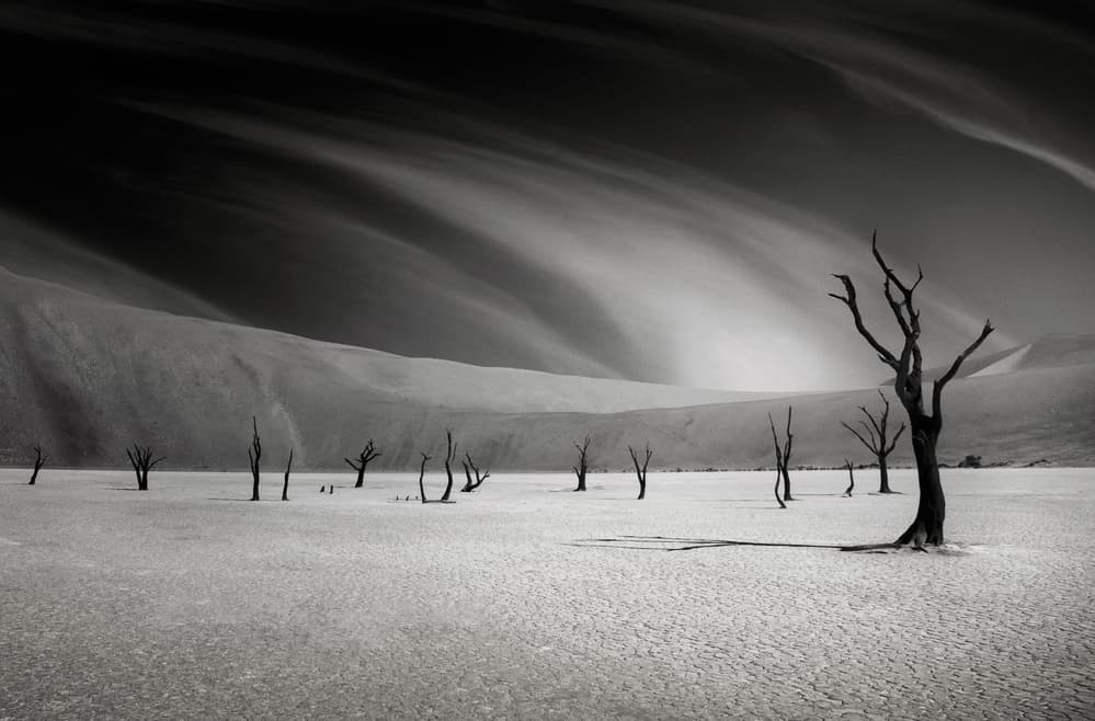 Dead Trees Desert Sky by Mathilde Guillemot — canvas wall art