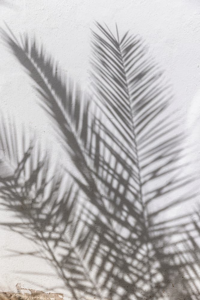 Sunlit Palm Shadows by Mareike Böhmer — canvas wall art