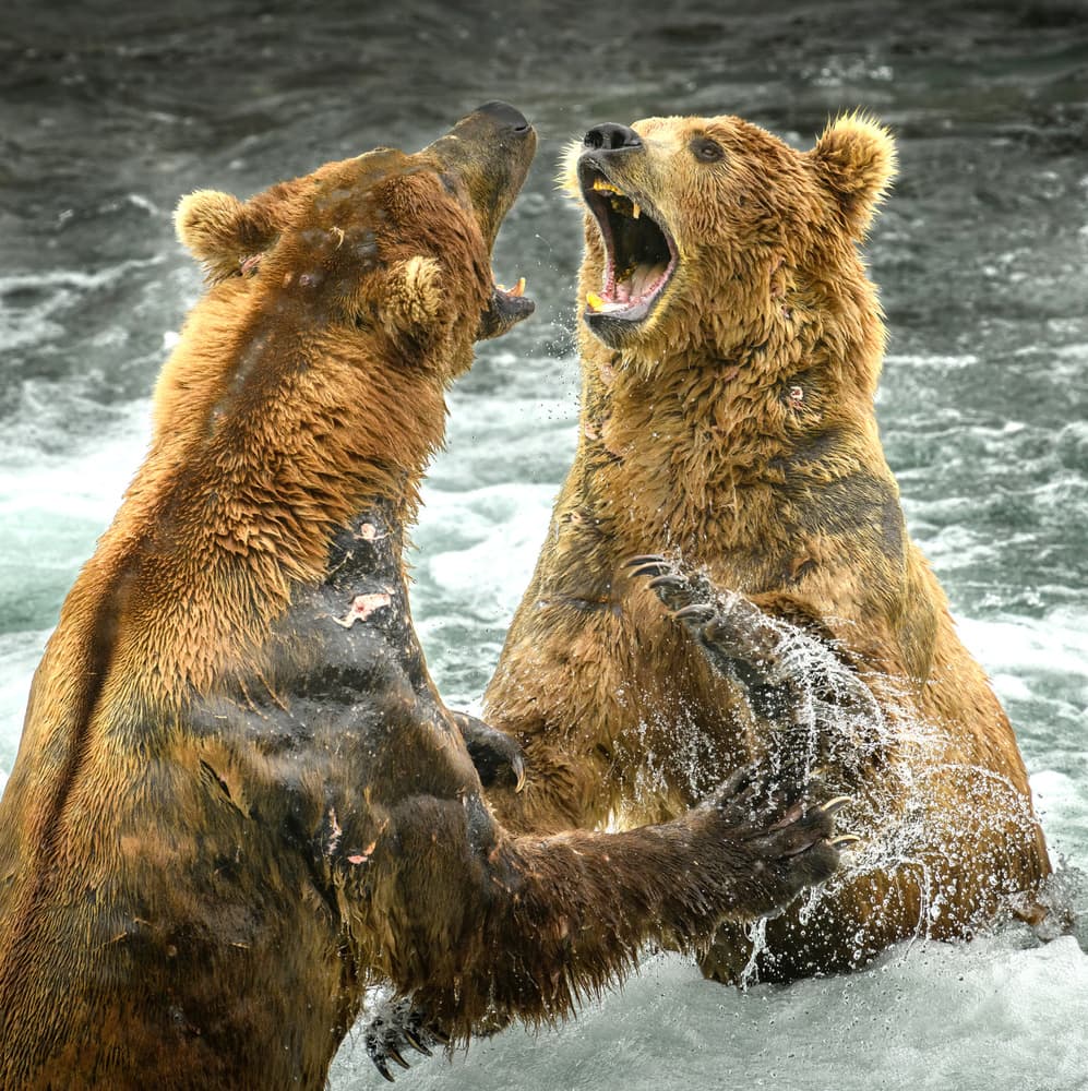 Grizzly Bears Fighting by Hung Tsui — canvas wall art