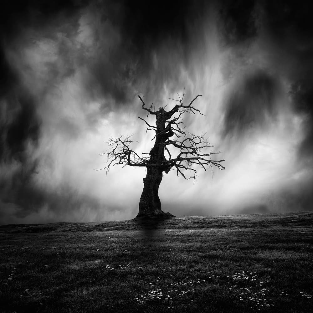 Dark Solitary Tree by George Digalakis — canvas wall art