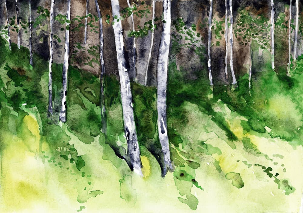 Sunlit Birch Forest by RodMacIver — canvas wall art