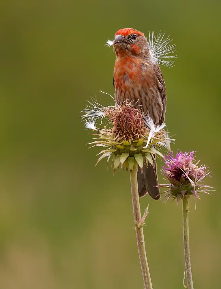 Finch Collecting Thistle Fluff by verdon — canvas wall art