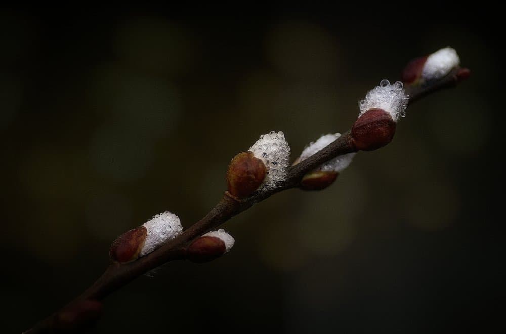 Frozen Willow Buds by Anna Cseresnjes — canvas wall art