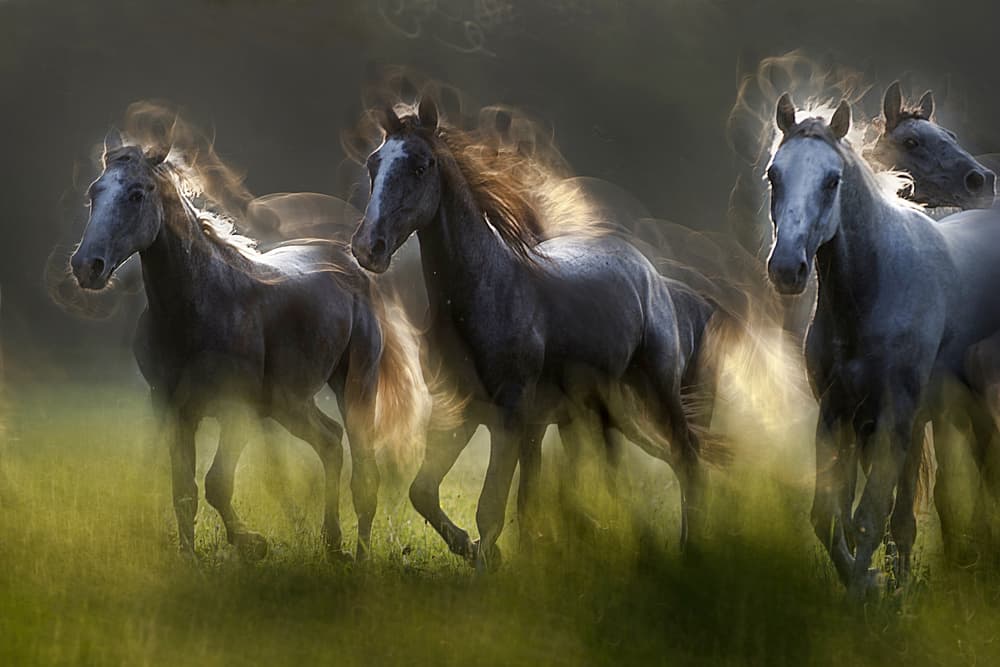 Ethereal Galloping Horses by Milan Malovrh — canvas wall art