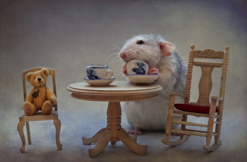 Rat Tea Party by Ellen van Deelen — canvas wall art