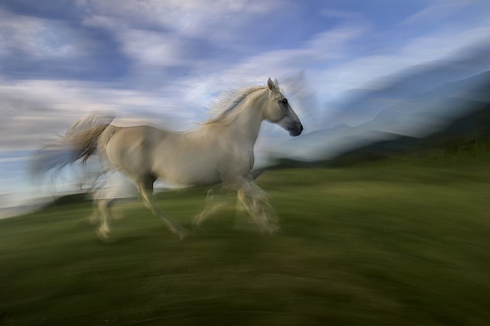 Galloping White Horse by Milan Malovrh — canvas wall art