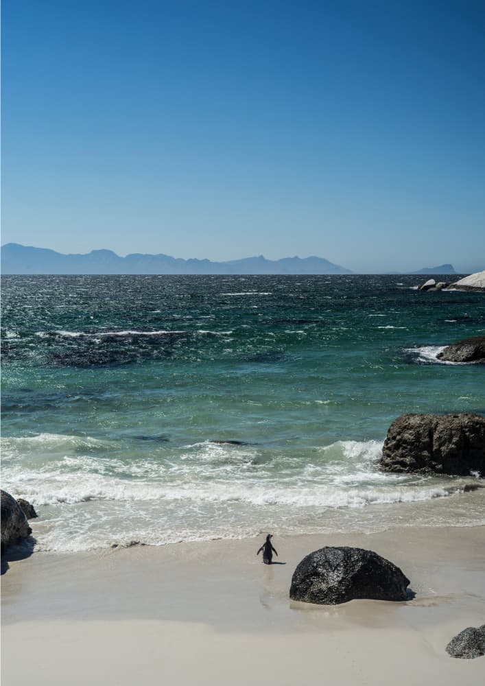 Penguin's Beach Walk by Shot by Clint — canvas wall art