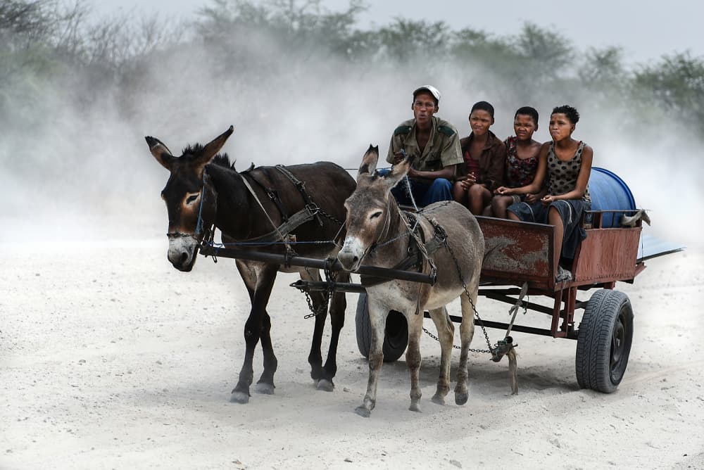 Donkeys Pulling Dusty Cart by Irene Perovich — canvas wall art
