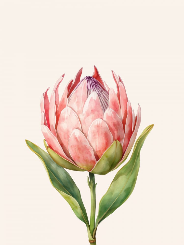 Pink Protea Bloom by Ohkimiko — canvas wall art
