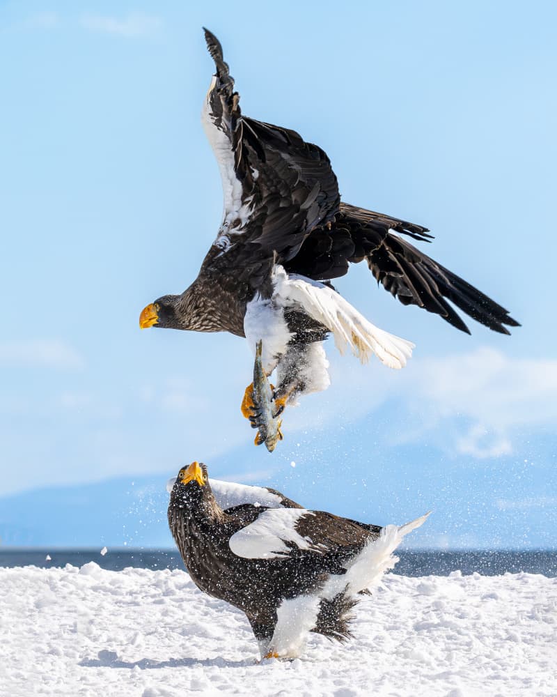 Steller's Eagles Winter by Siyu_Wei APA — canvas wall art