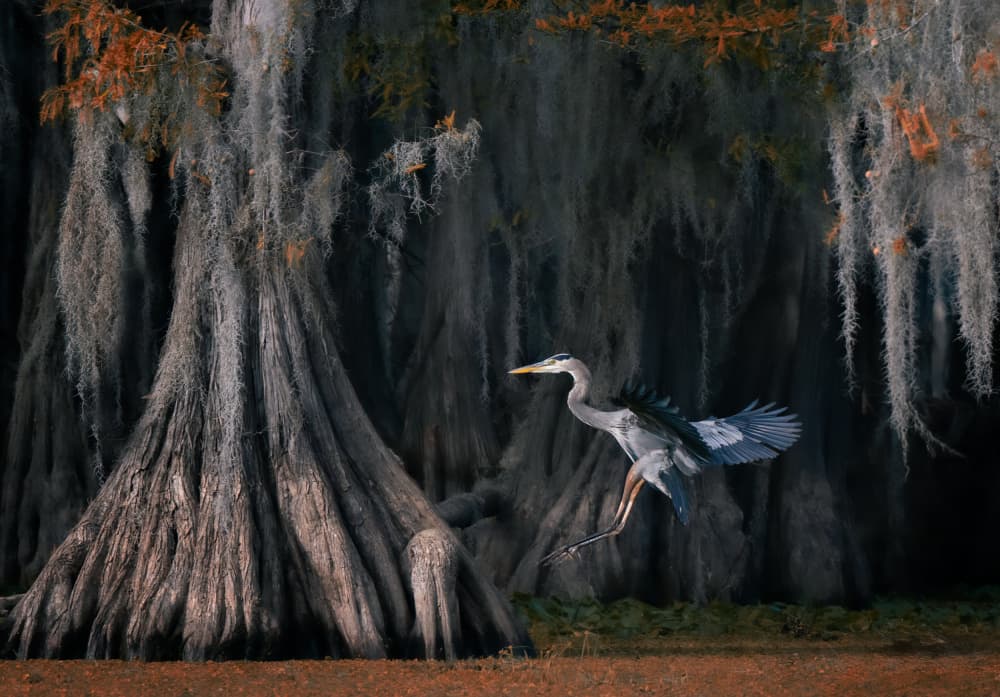 Heron Takes Flight by Vicki Lai — canvas wall art