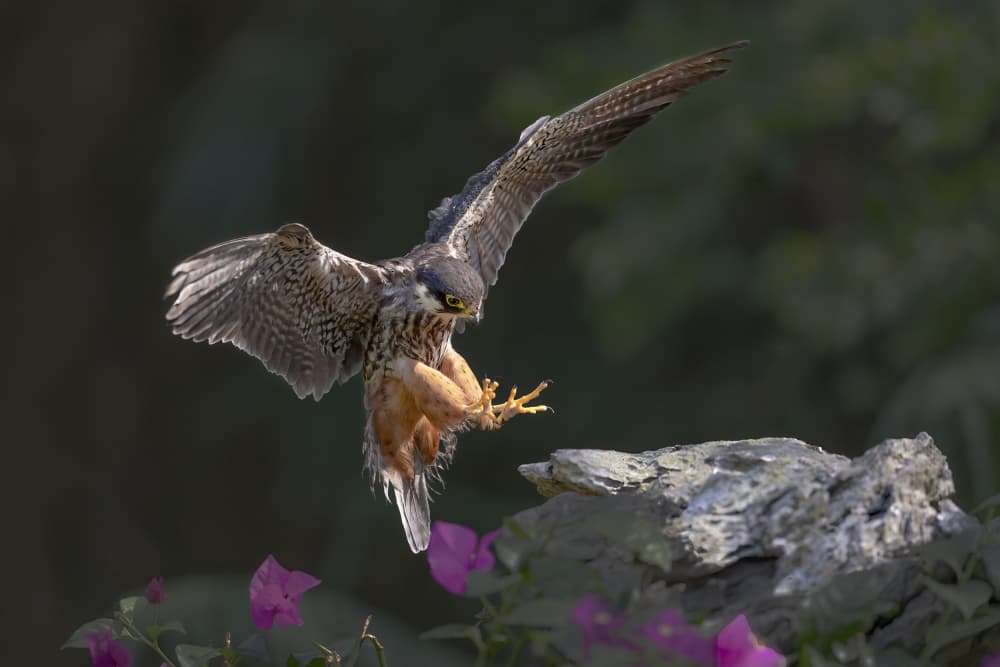Powerful Falcon Landing by Bill Lu — canvas wall art