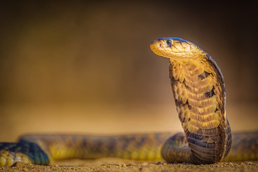 Golden Cobra Portrait by Jeffrey C. Sink — canvas wall art