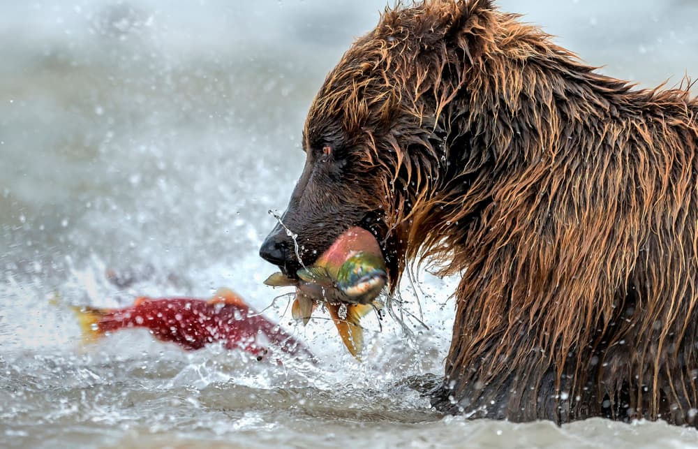 Grizzly Bear Salmon Catch by Giuseppe DAmico — canvas wall art