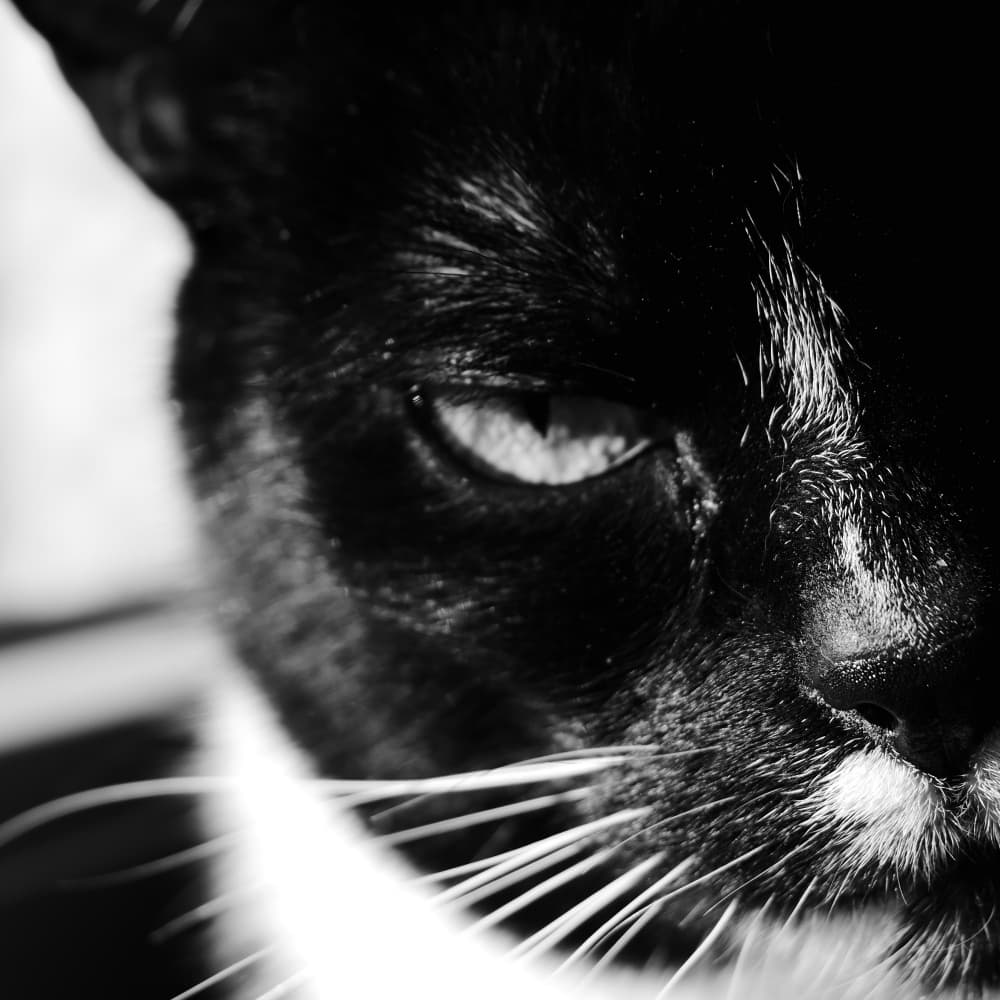 Intense Cat Gaze by Justyna Jaszke — canvas wall art