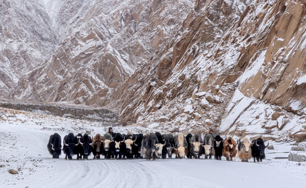 Yaks on a Winter Journey by Rajat Dhesi — canvas wall art