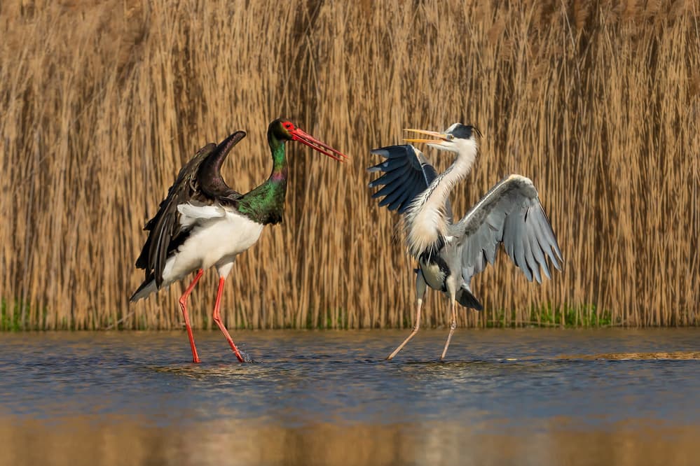 Stork Heron Confrontation by Jun Zuo — canvas wall art