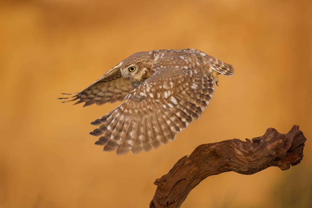 Burrowing Owl In Flight by David Manusevich — canvas wall art