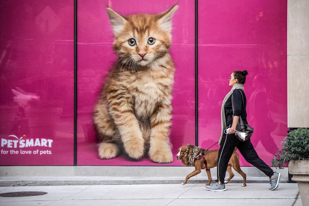 Giant Kitten Street Walk by Linda Wride — canvas wall art