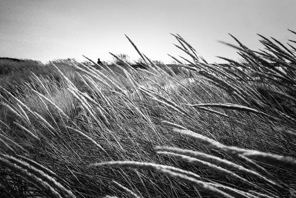 Windy Grassland Silhouette by Paulo Abrantes — canvas wall art