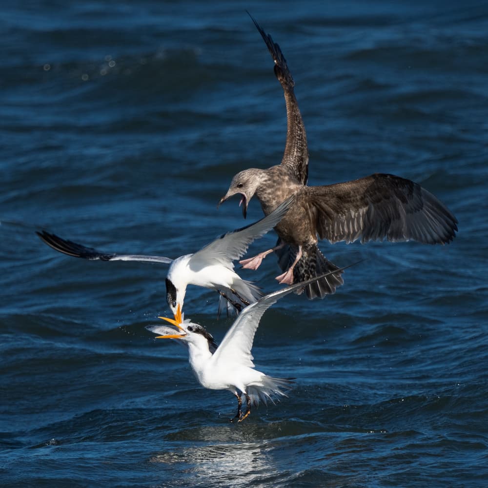 Seabird Struggle Over Fish by John Fan — canvas wall art