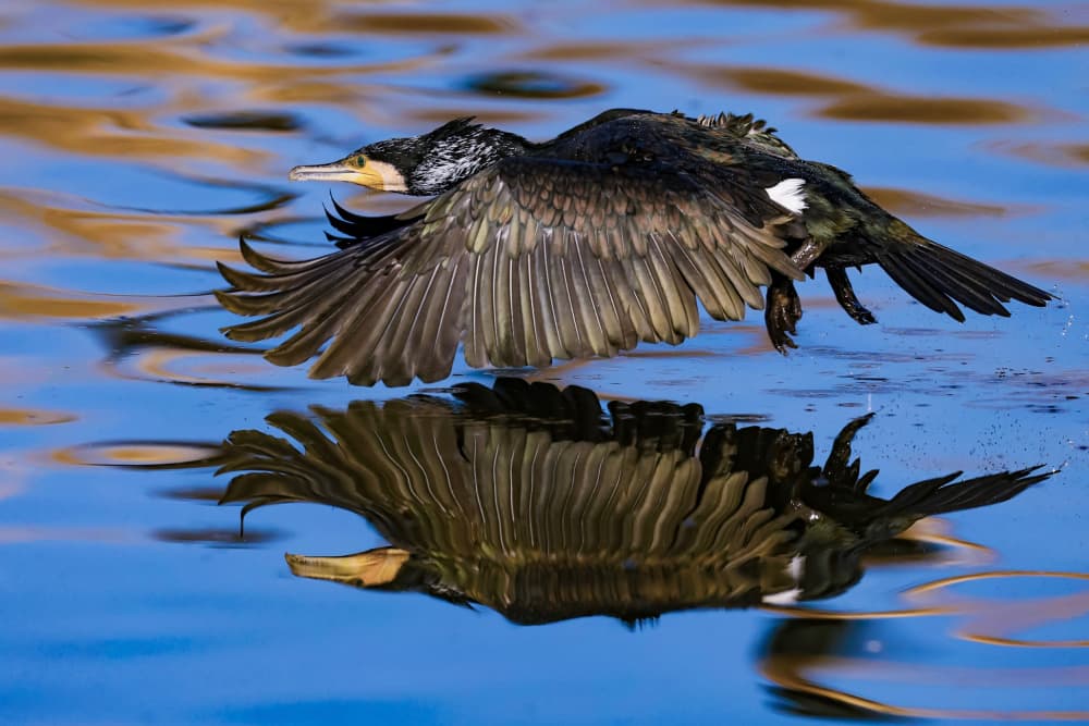 Cormorant Water Takeoff by David Manusevich — canvas wall art
