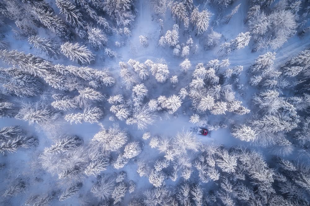 Red Vehicle Winter Forest by Daniel Gastager — canvas wall art
