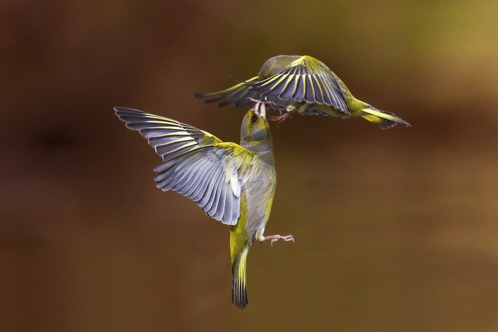 Greenfinch Feeding Flight by Marco Redaelli — canvas wall art