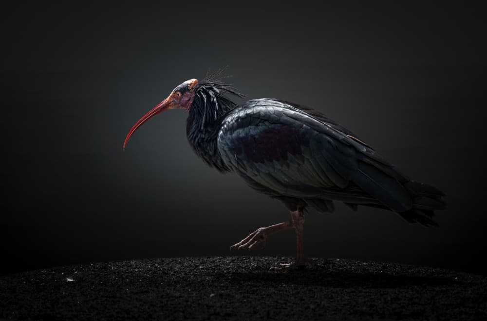Dramatic Ibis Portrait by Jealousy — canvas wall art